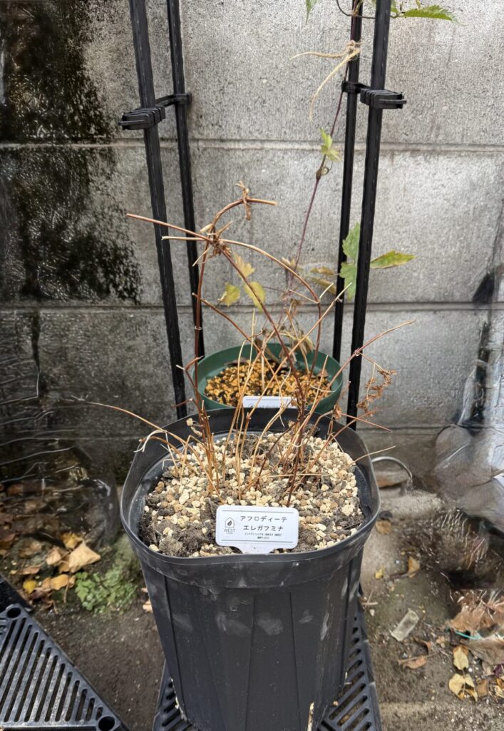 アフロディーテ・エレガフミナ