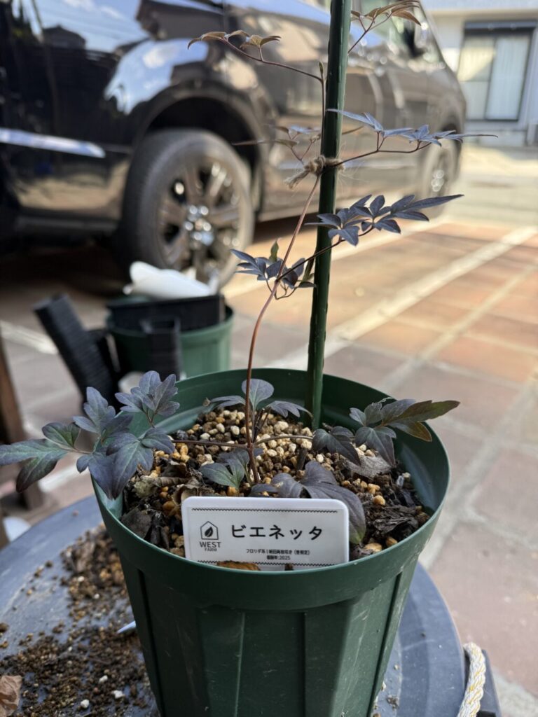 ビエネッタ