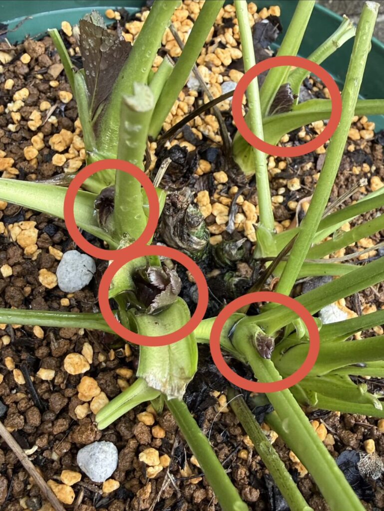 クリスマスローズ・ダブルブラック