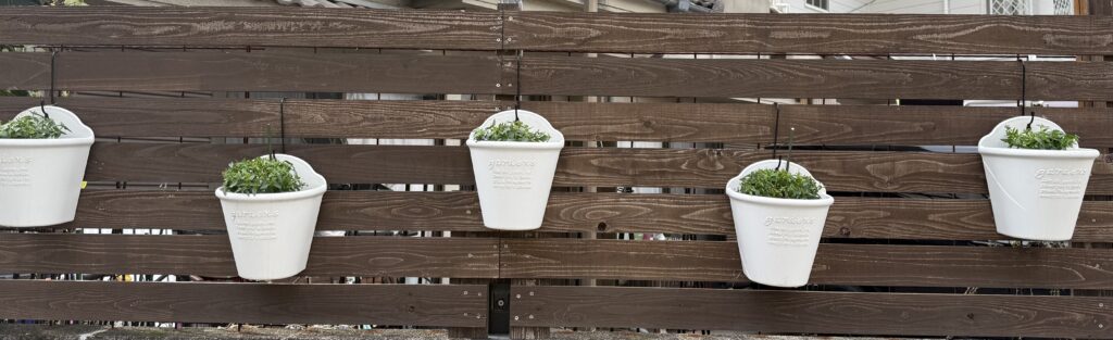 ネメシア・ノアール