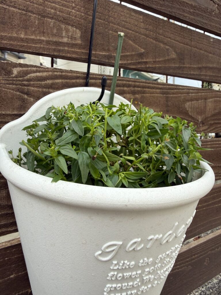 ネメシア・ノアール