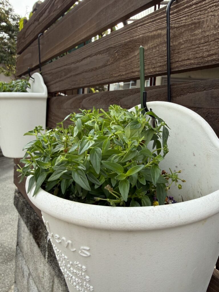 ネメシア・ノアール