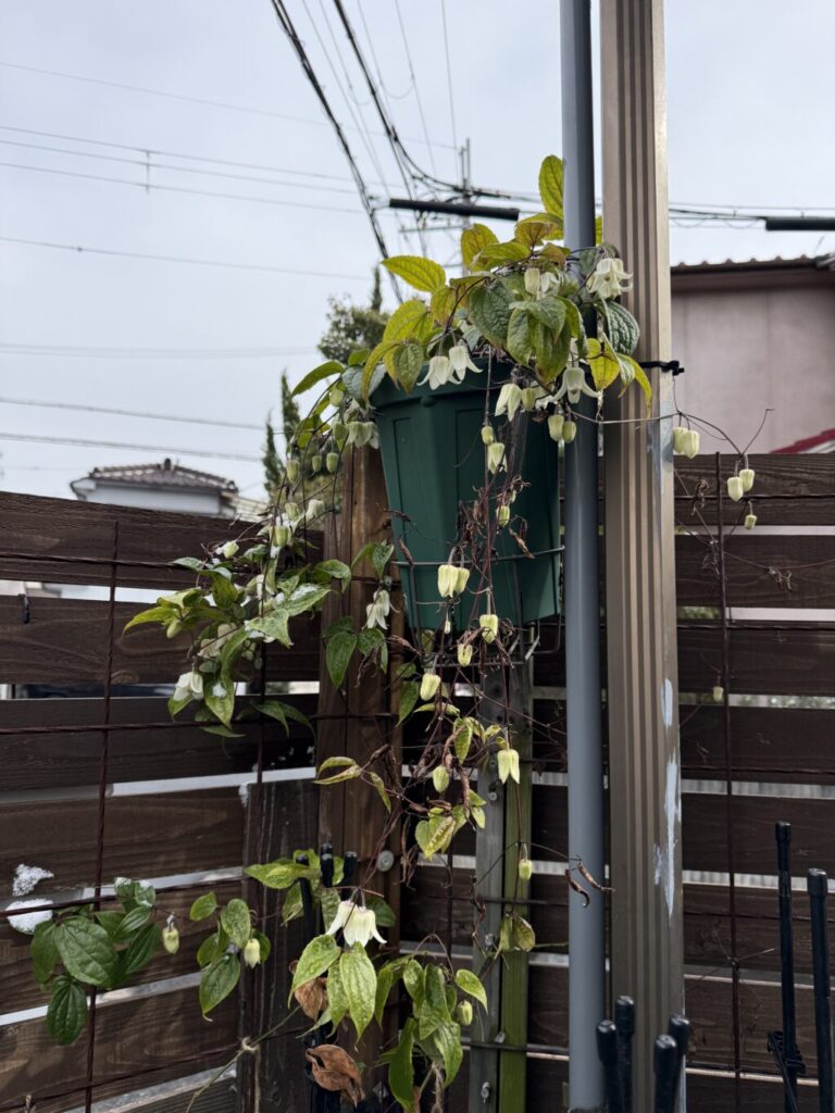 クレマチス・アンスンエンシス