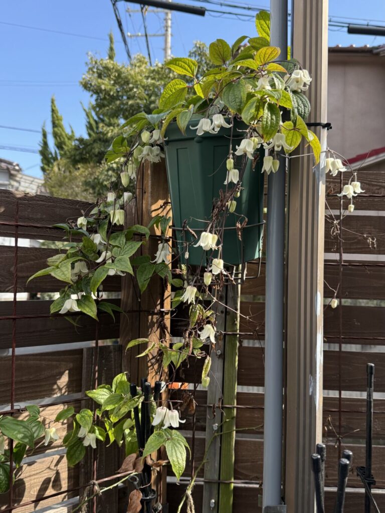 クレマチス・アンスンエンシス