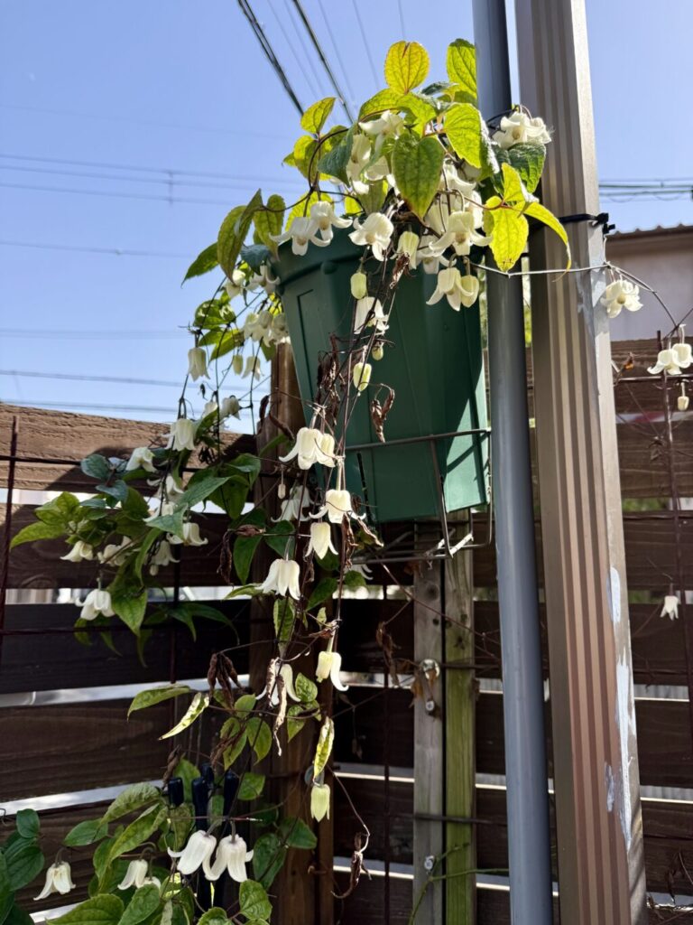 クレマチス・アンスンエンシス