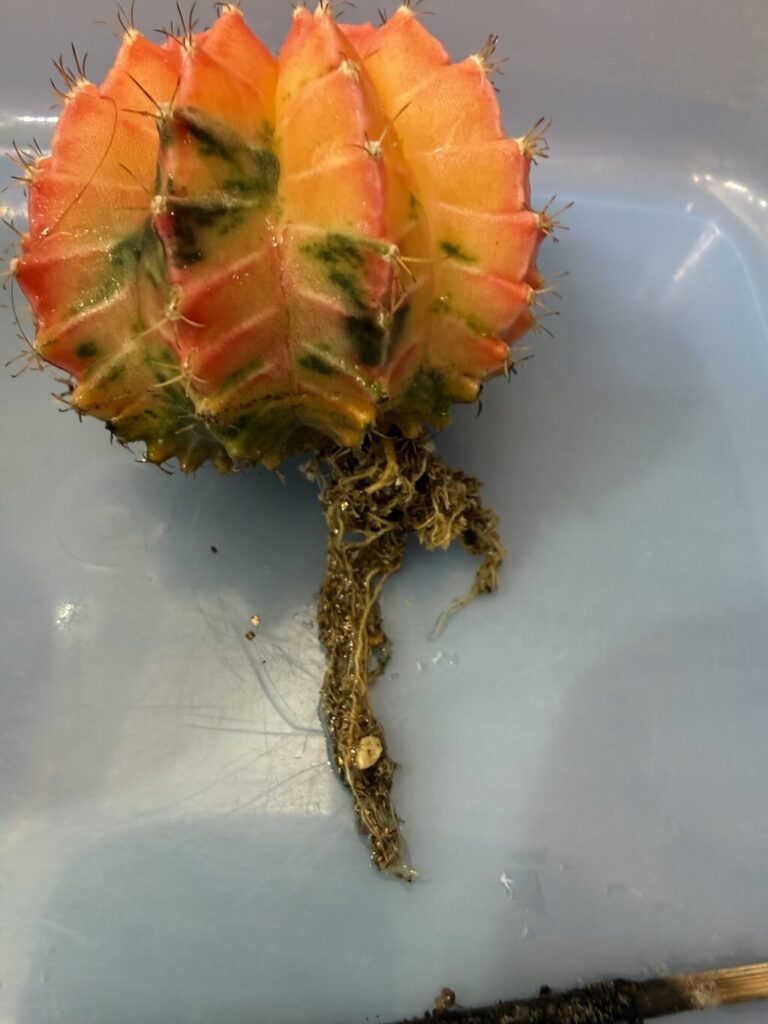 緋牡丹錦