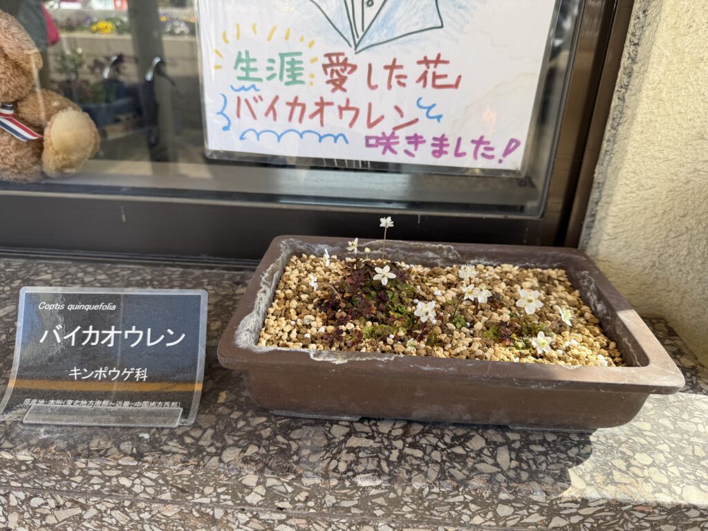 手柄山温室植物園