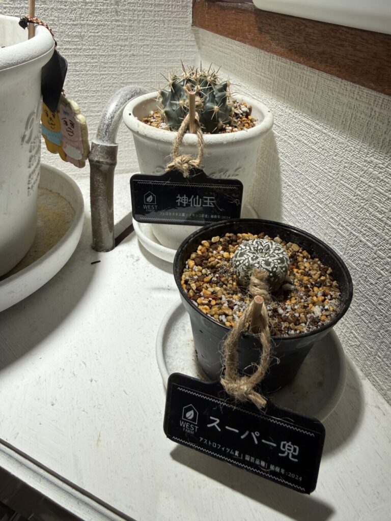 神仙玉、スーパー兜