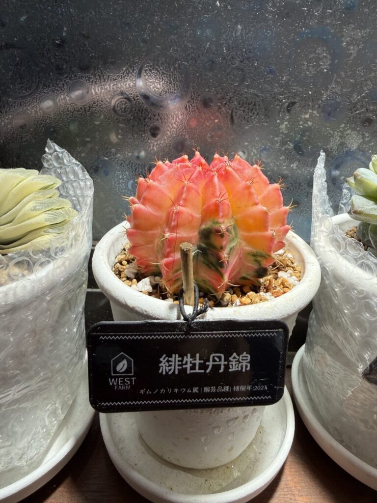 緋牡丹錦