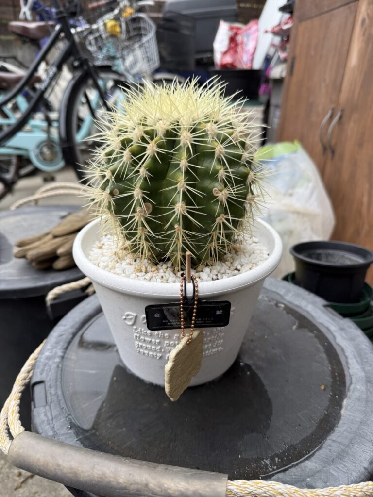 金鯱