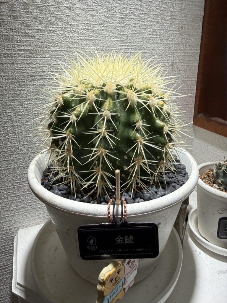 金鯱