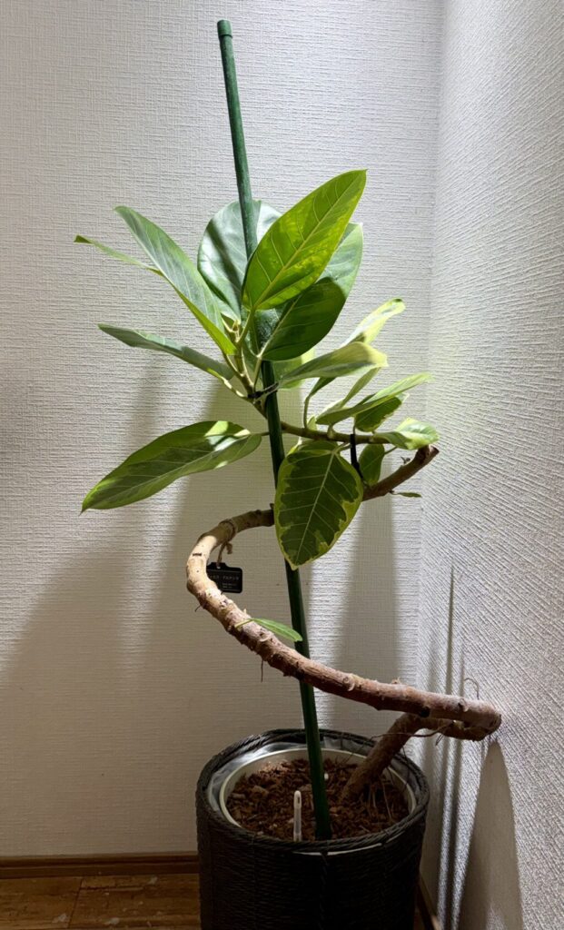 フィカス・アルテシマ
