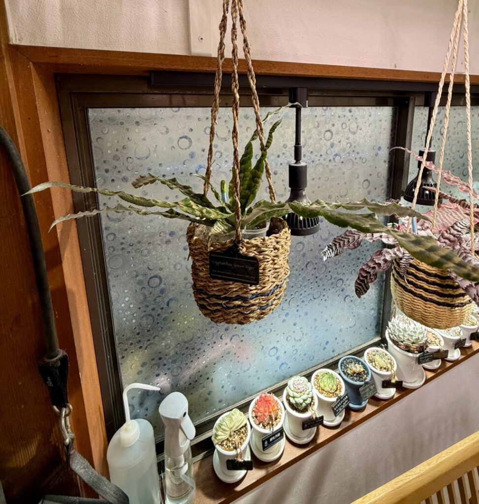 クリプタンサス・グリーンタイガー