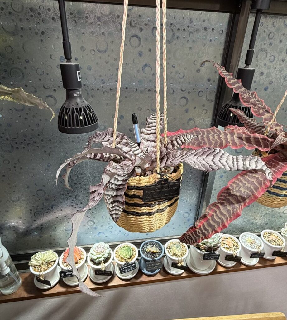 クリプタンサス・アブソリュートゼロ