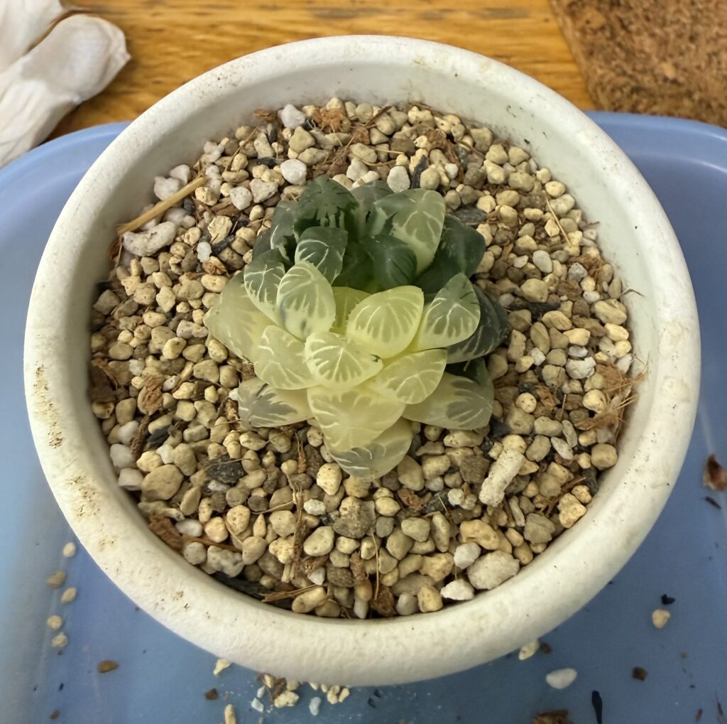 ドドソン紫オブツーサ錦"虹色姫"