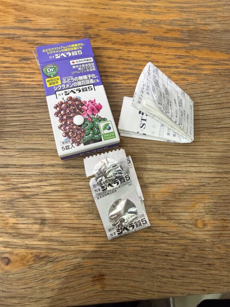 オペルクリカリア・パキプス