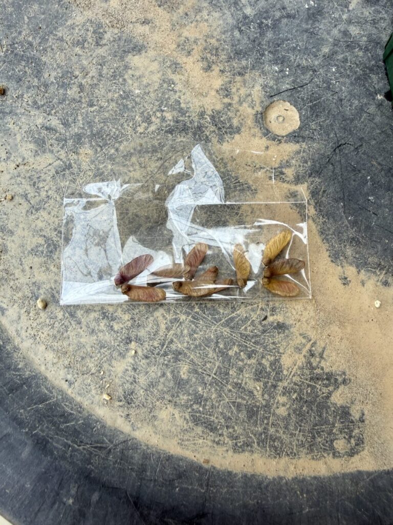 出猩々