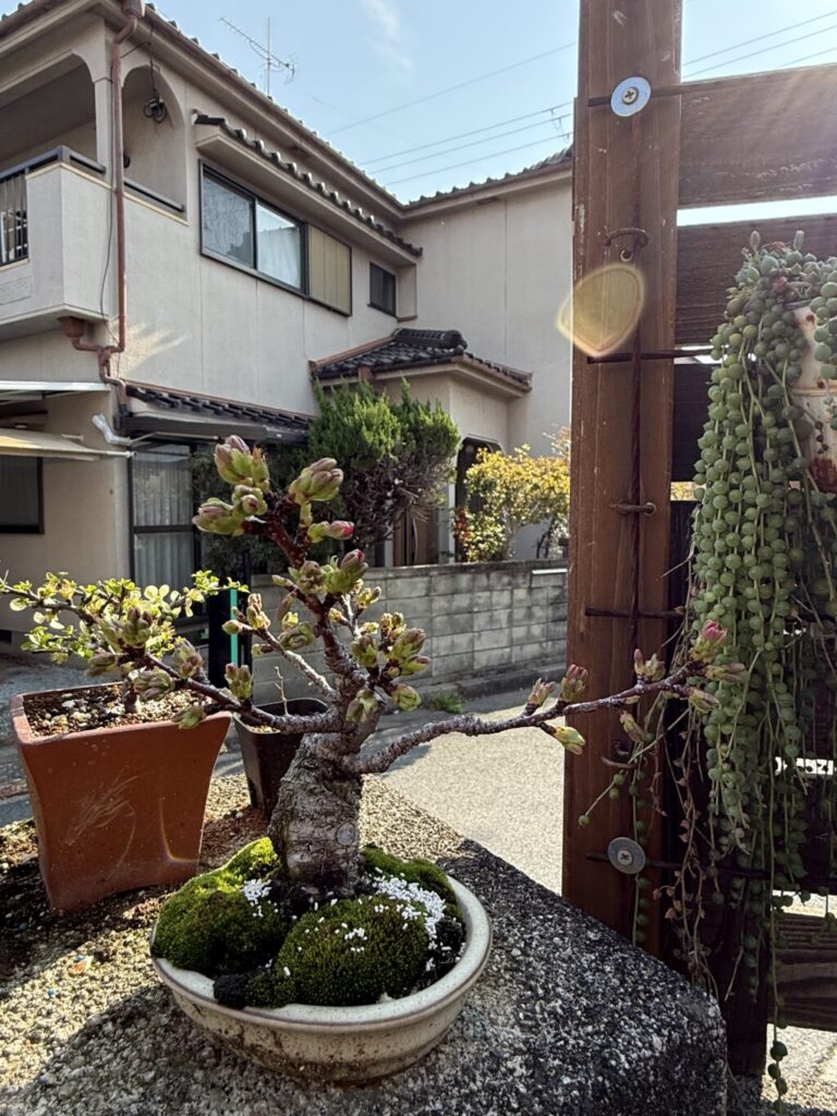 旭山桜