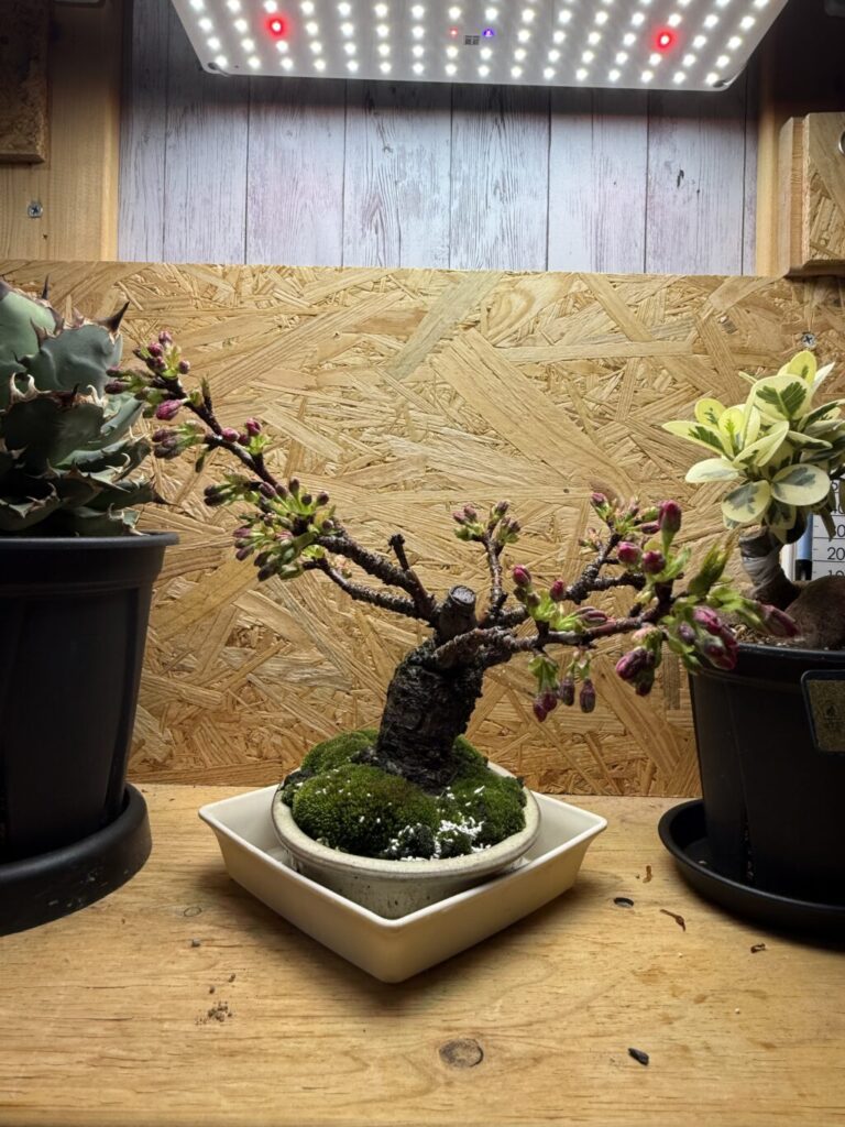 旭山桜
