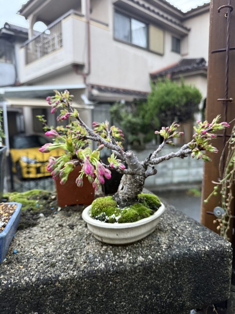 旭山桜
