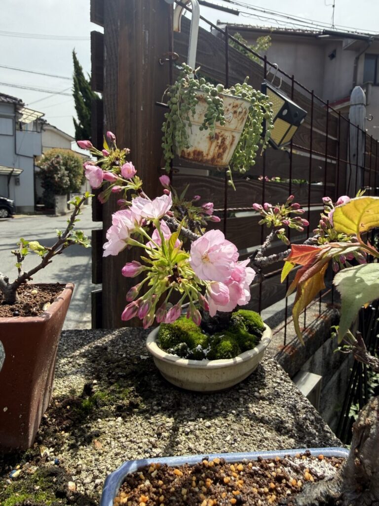 旭山桜