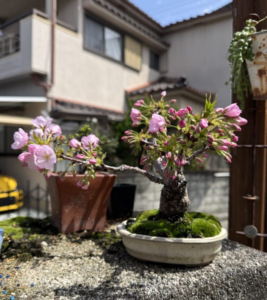 旭山桜