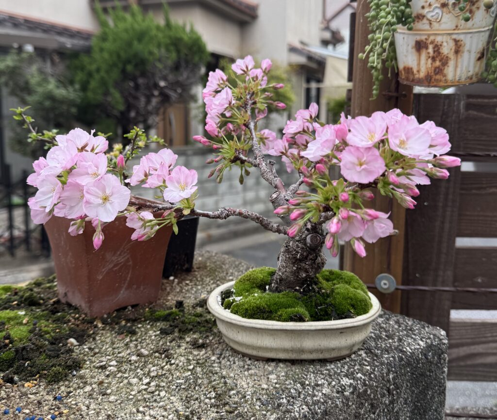 旭山桜