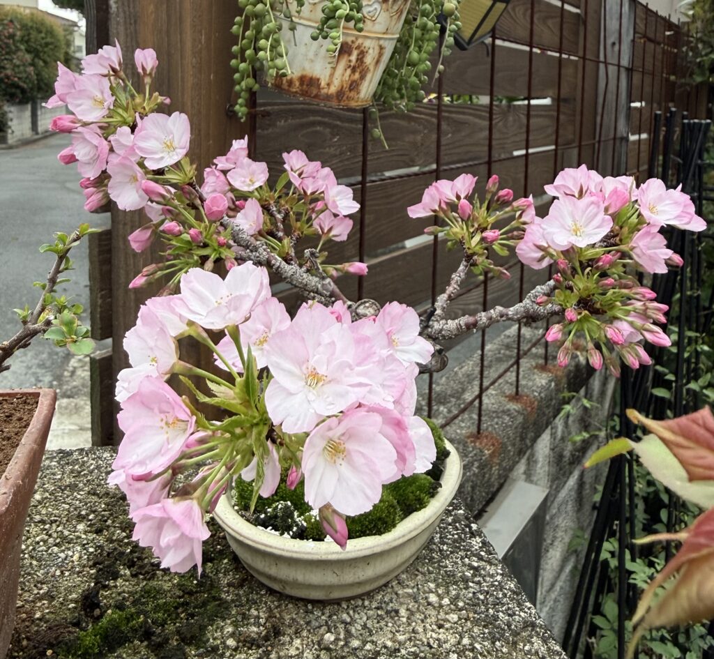 旭山桜
