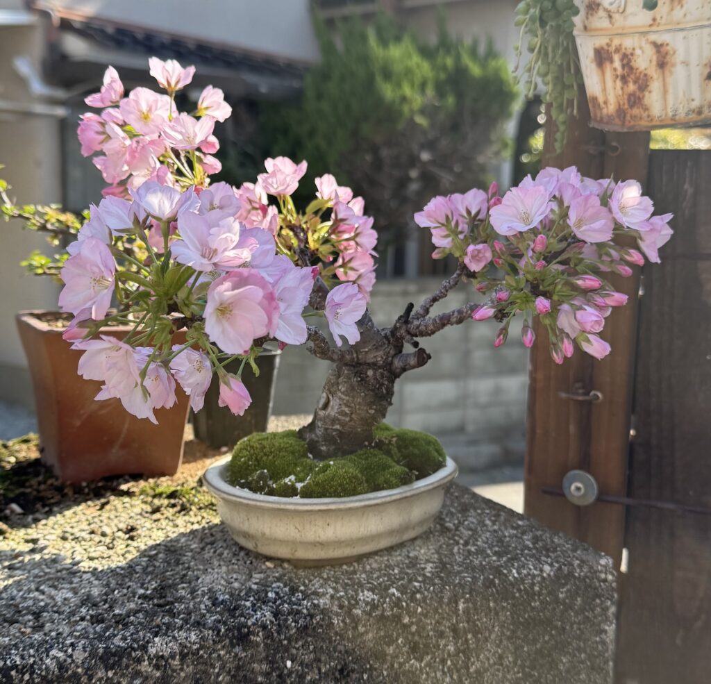 旭山桜