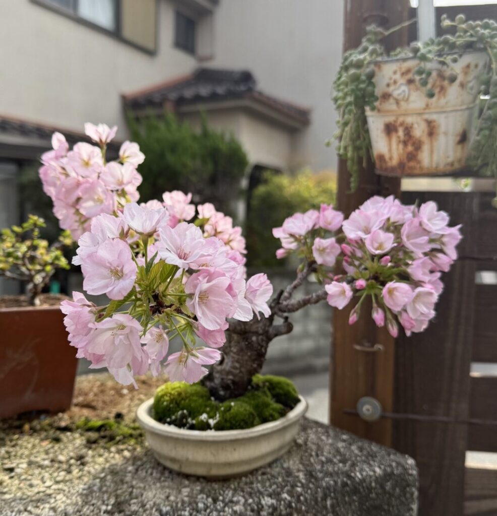旭山桜