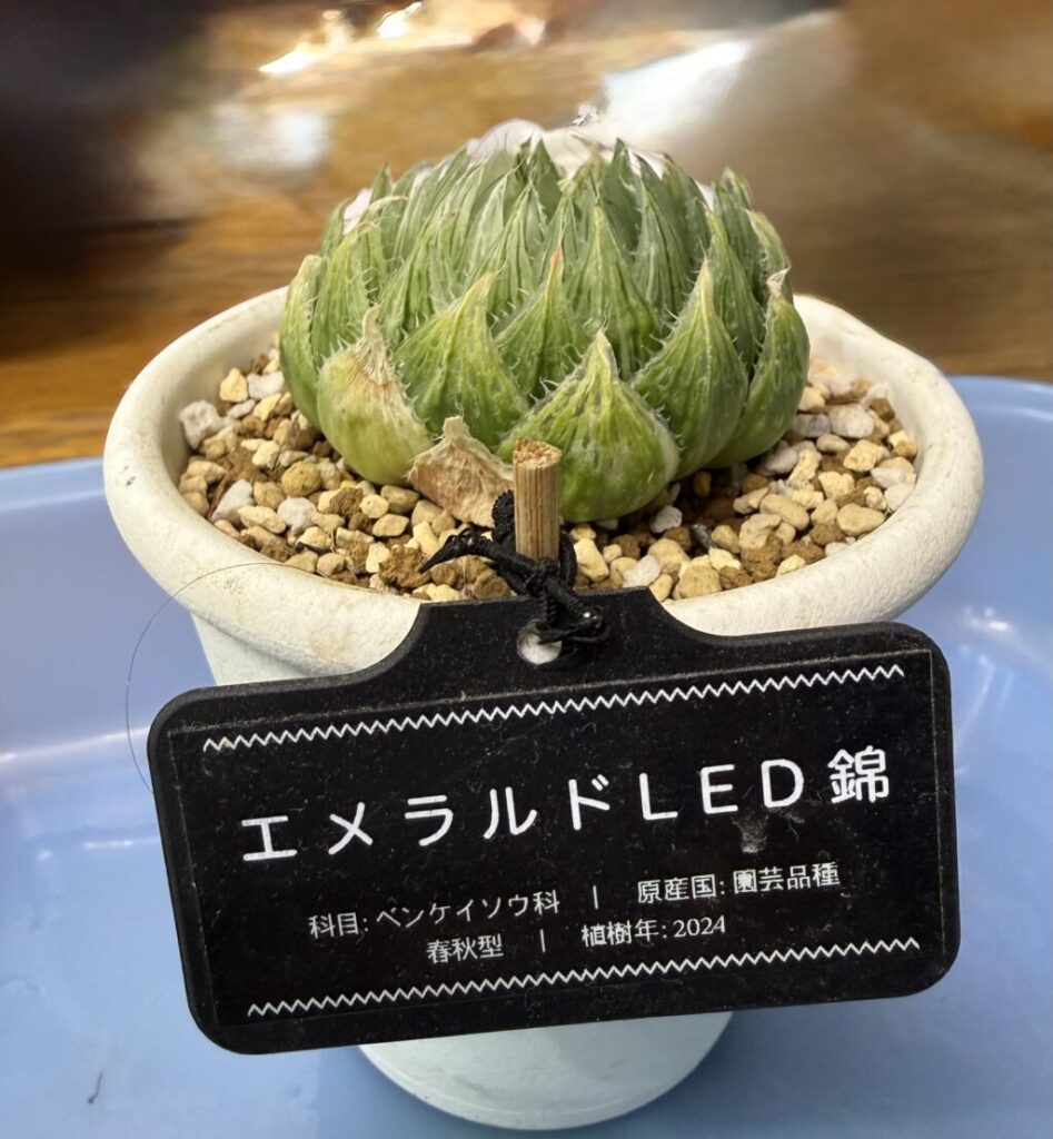 エメラルドLED錦