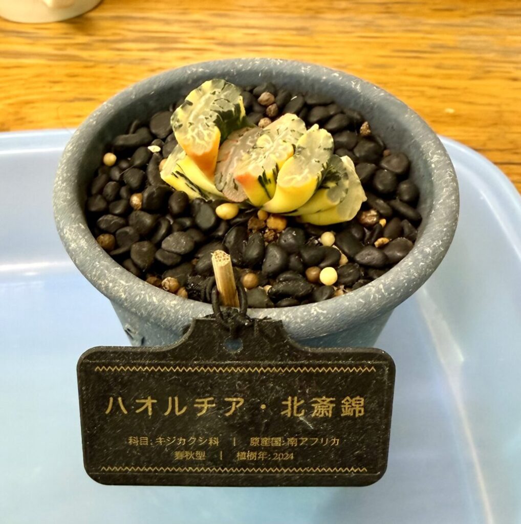 玉扇北斎錦