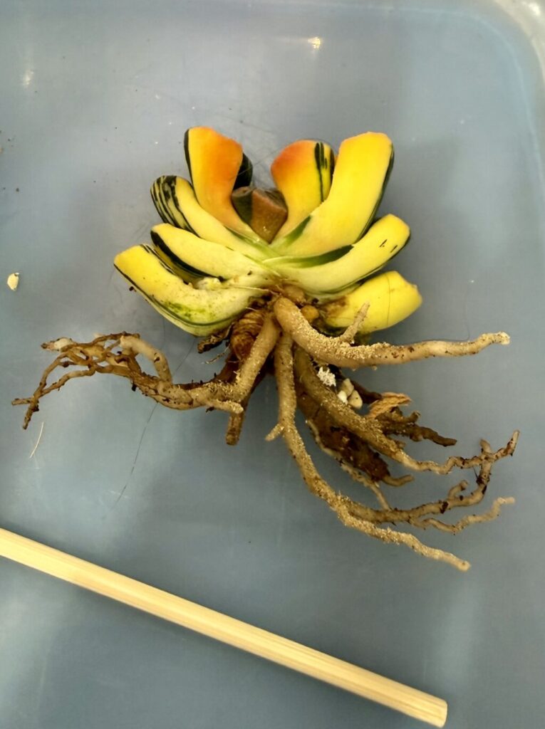 玉扇北斎錦