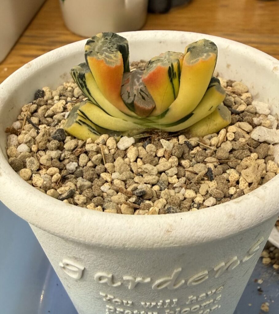 玉扇北斎錦