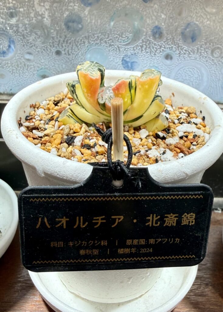 玉扇北斎錦