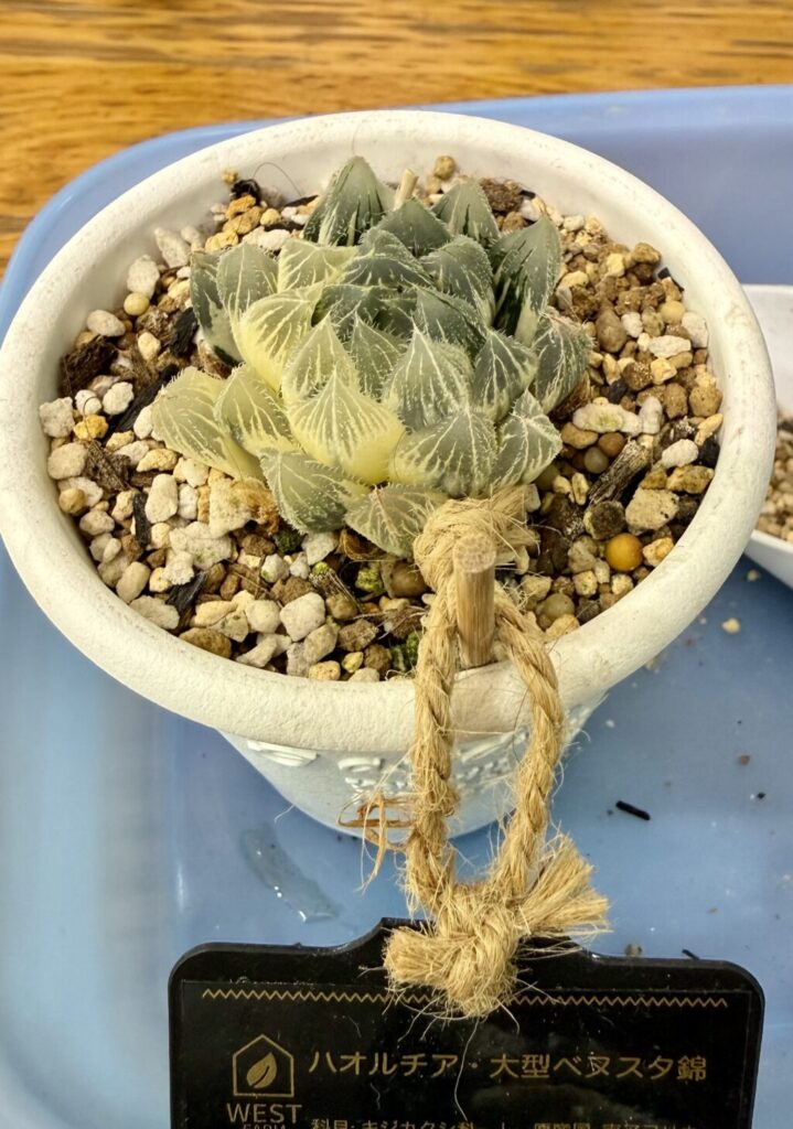 大型ベヌスタ錦