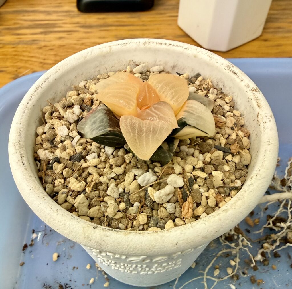 コレクタ錦