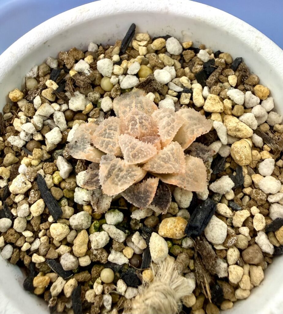 具味城錦