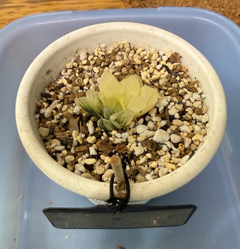 白蛇伝