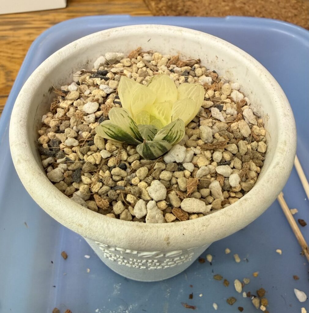 白蛇伝