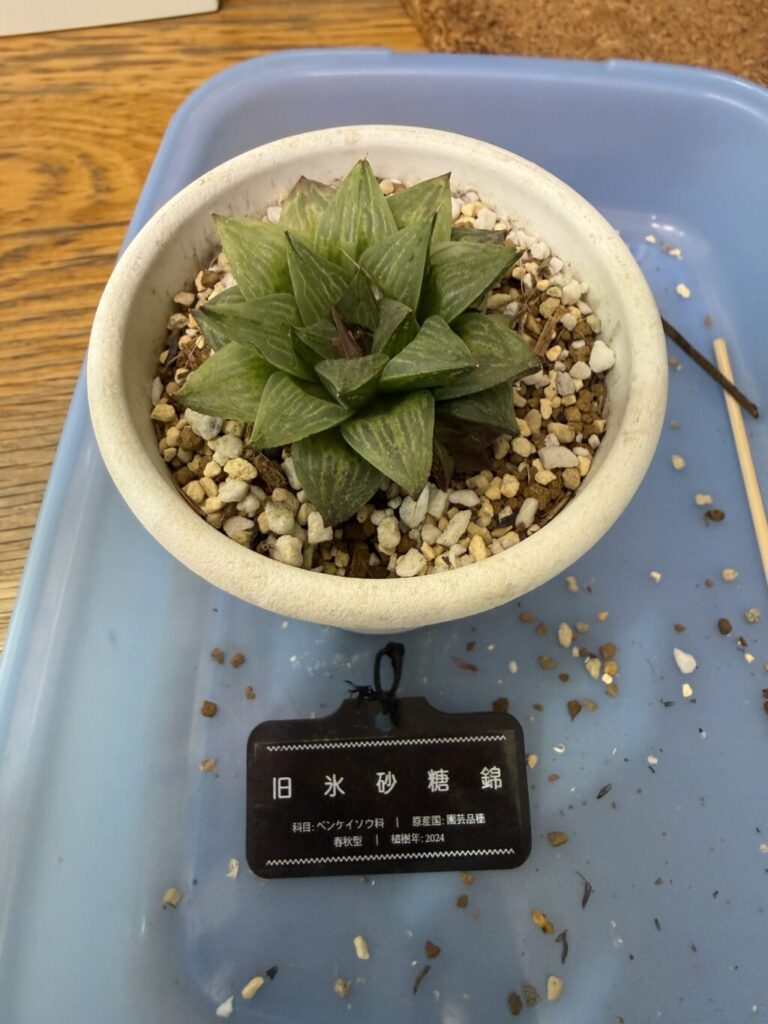 旧氷砂糖錦
