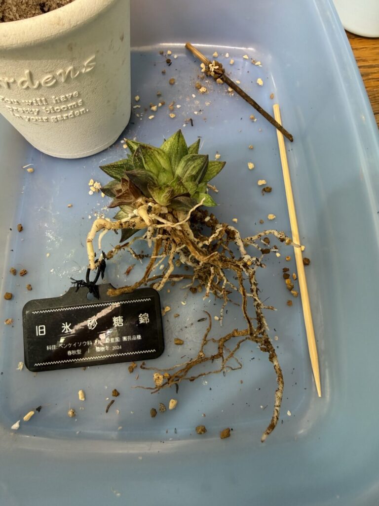 旧氷砂糖錦