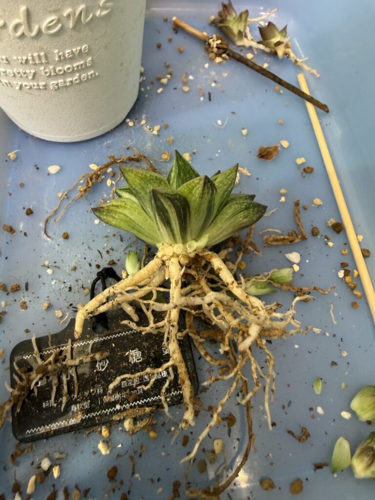 旧氷砂糖錦