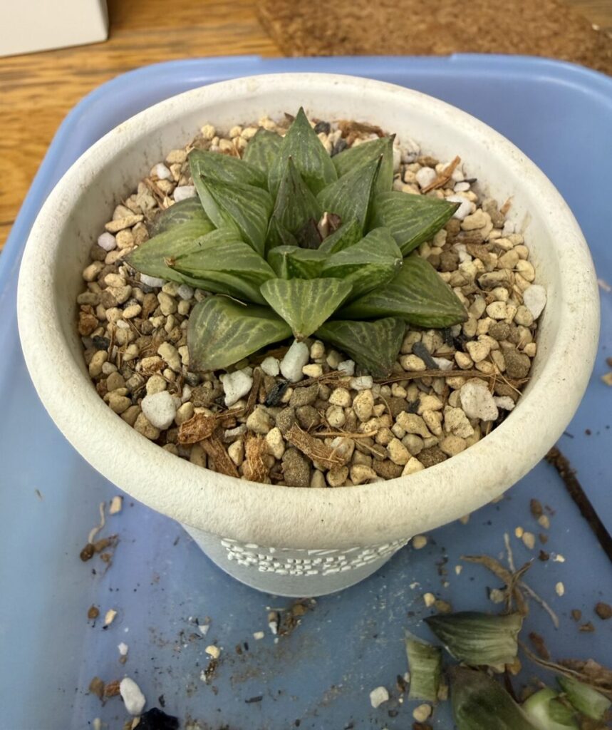 旧氷砂糖錦