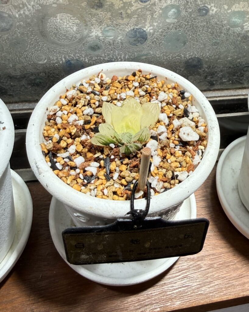 白蛇伝