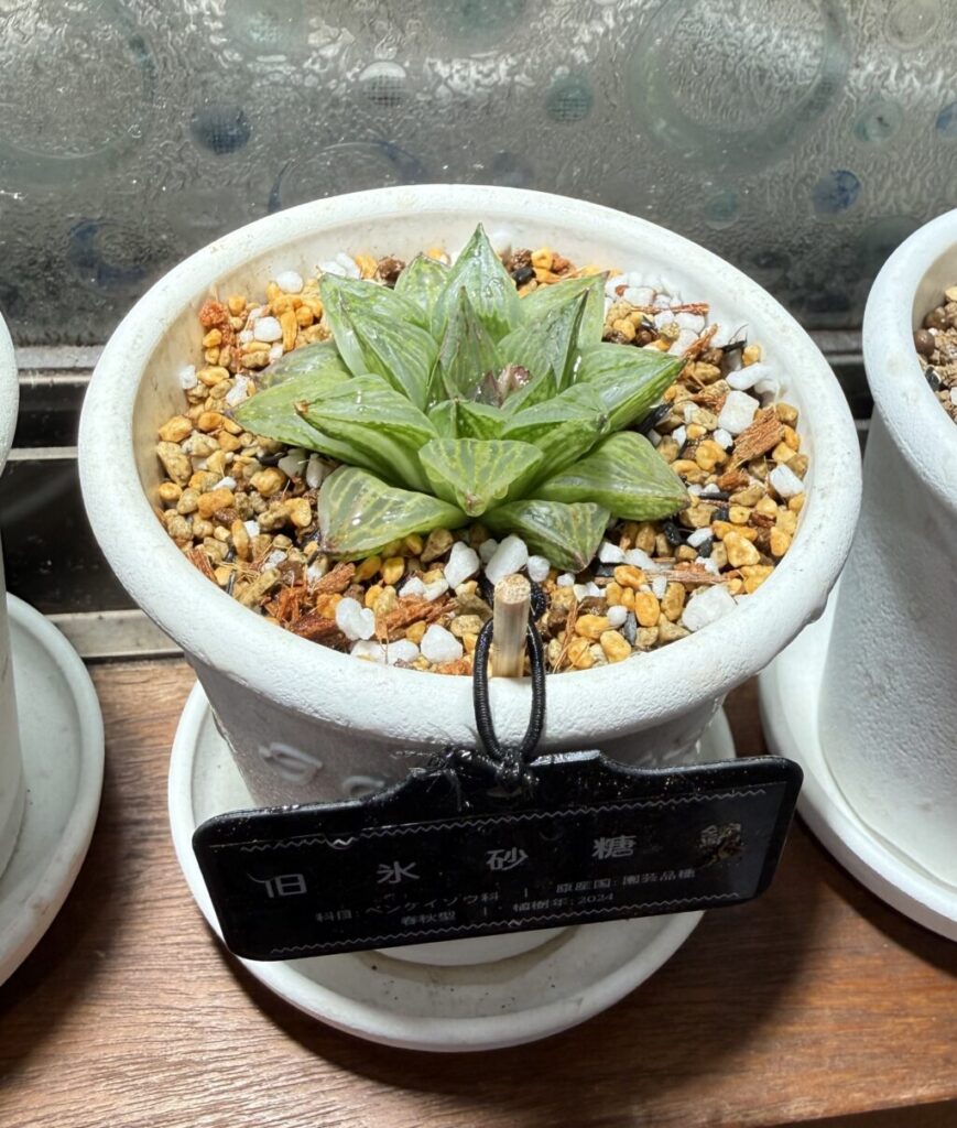 旧氷砂糖錦