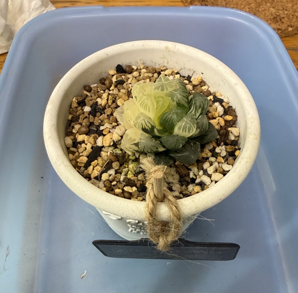 ドドソン紫オブツーサ錦"虹色姫"