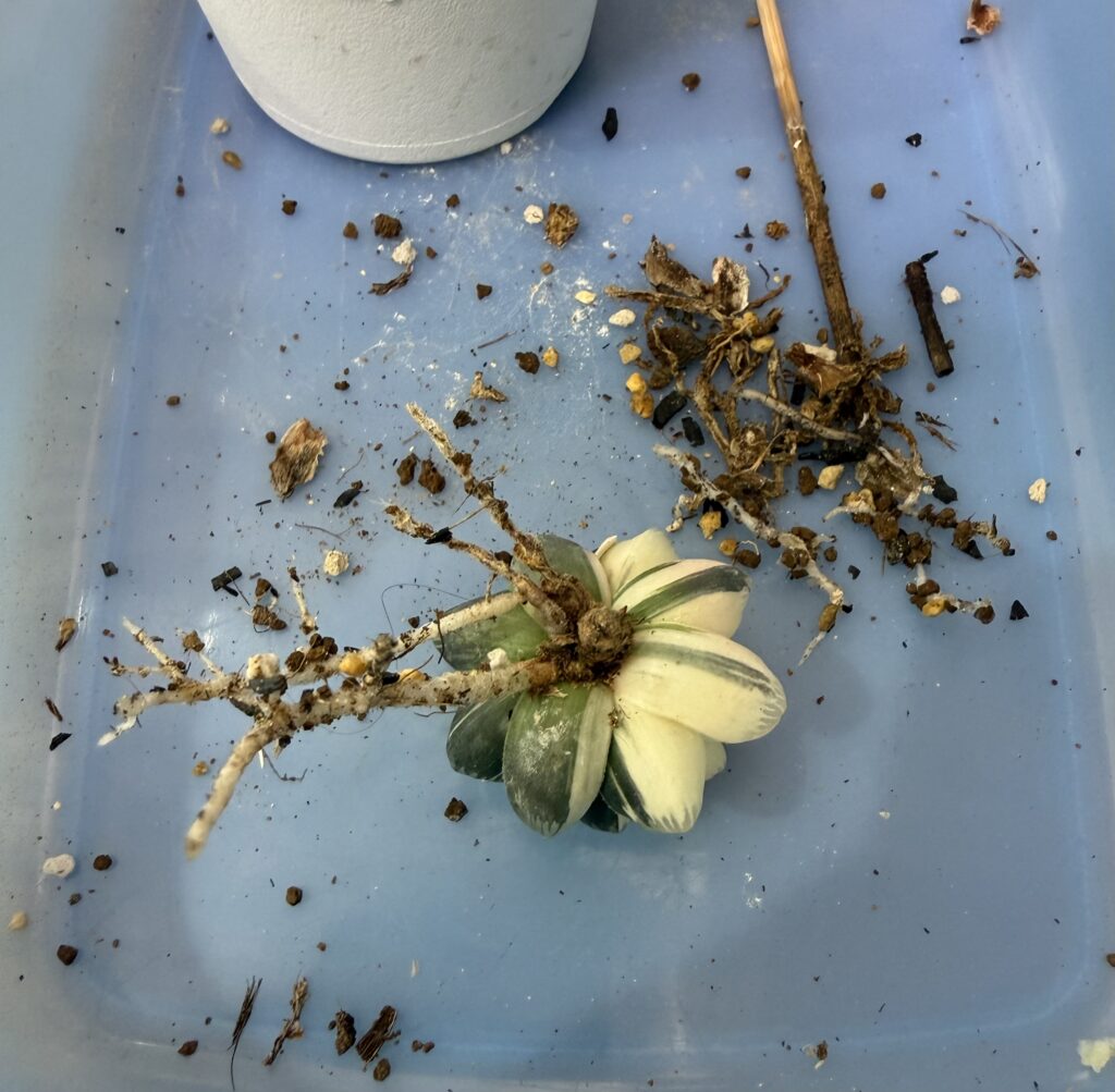 ドドソン紫オブツーサ錦"虹色姫"