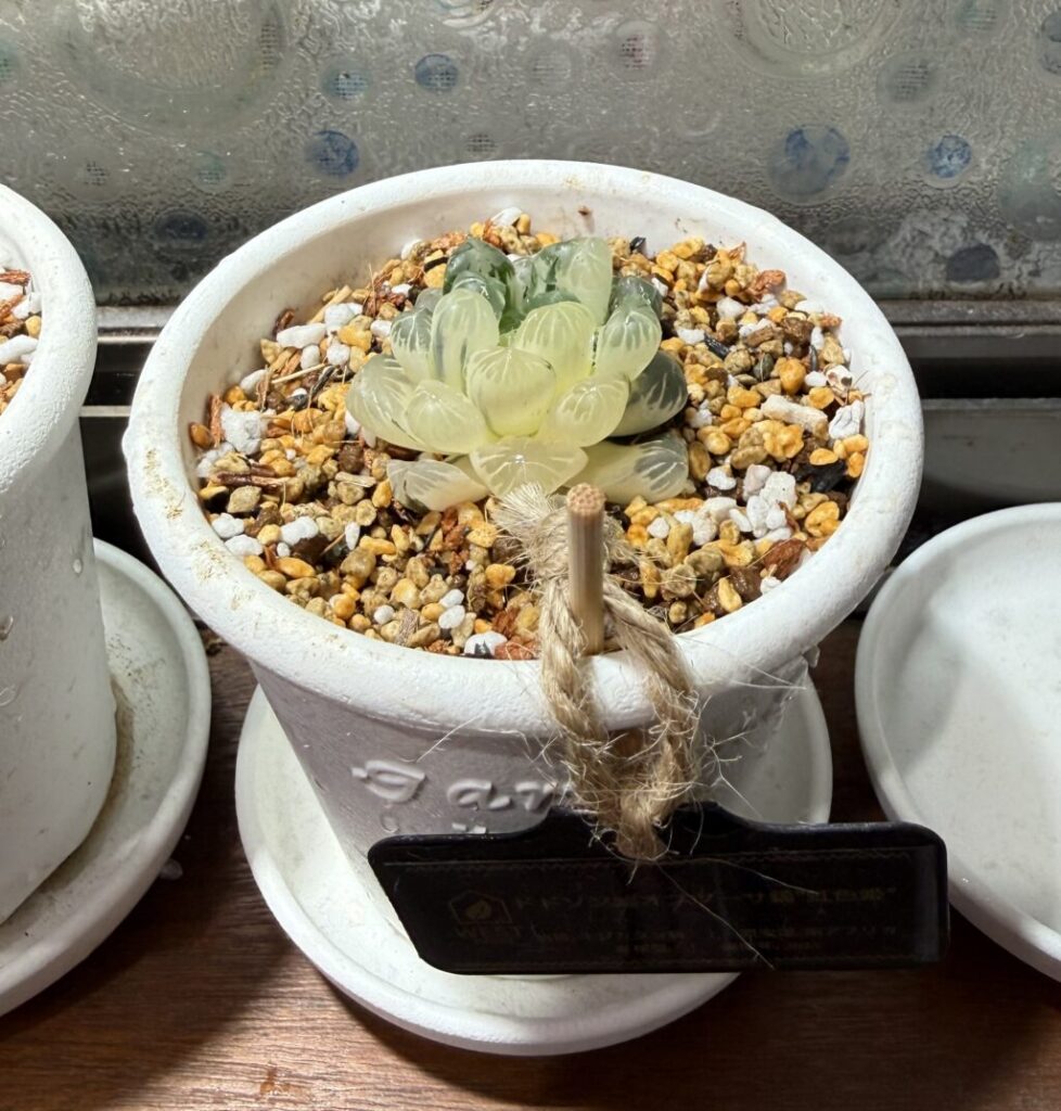 ドドソン紫オブツーサ錦"虹色姫"