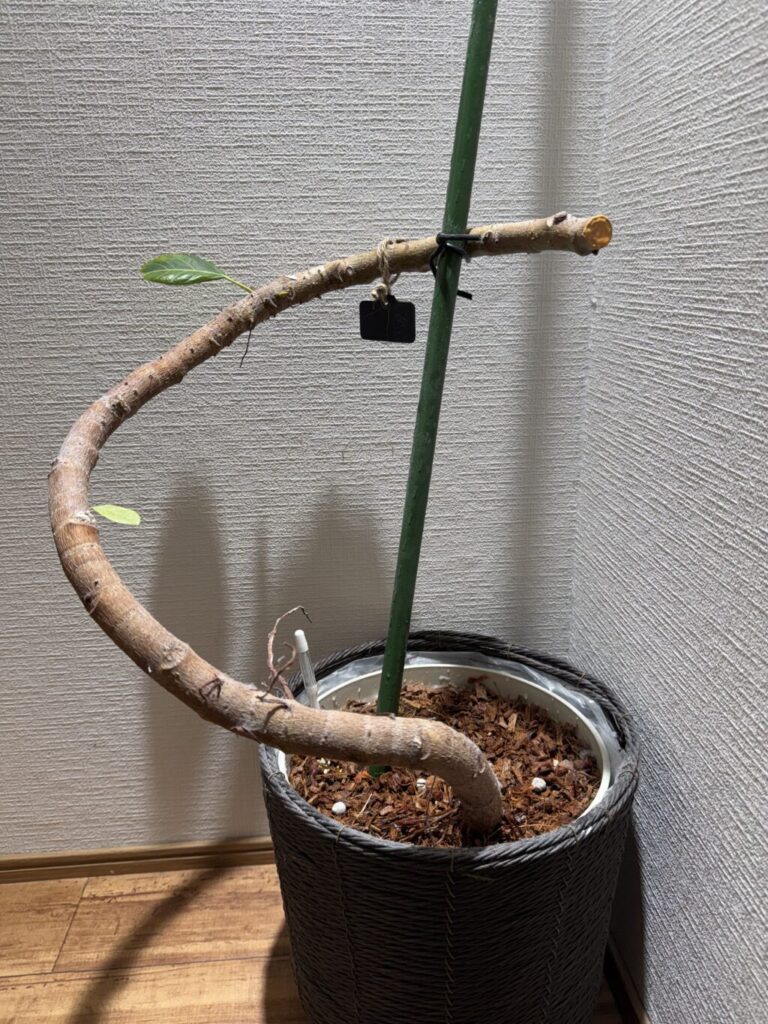 フィカス・アルテシマ